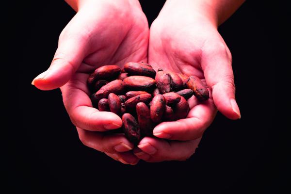 Cacao beans