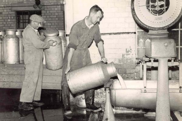 Pouring milk into vats in the 1950s