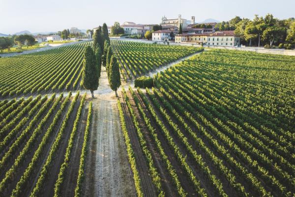 Rows of vines neatly planted at Bella Vista’s winery