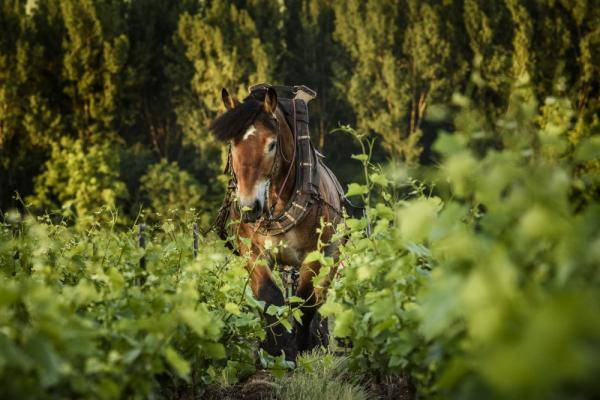 A donkey grazes through vines in Clos Saint Hilaire