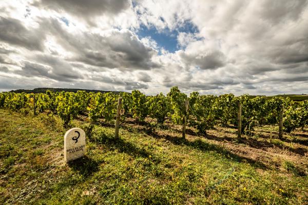 Vineyard of Clos Saint Hilaire