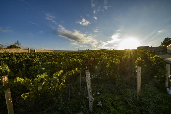 Sun shining over the vineyard