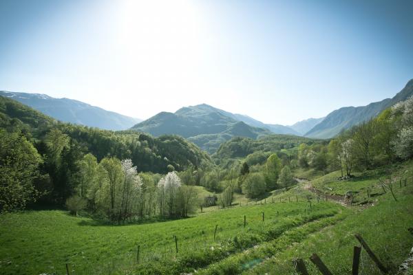 Hiša Franko sits on abundant land, which blooms into a multitude of greens