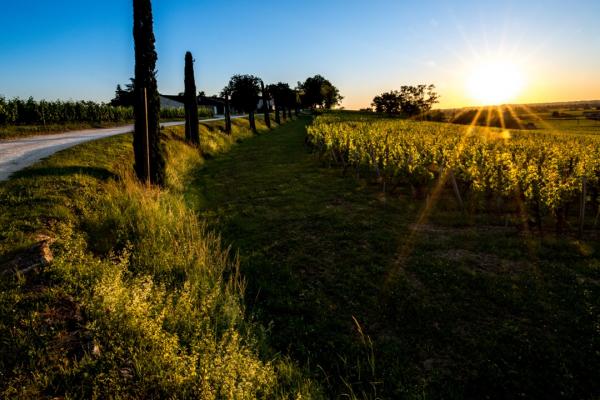 Sun over the vineyard