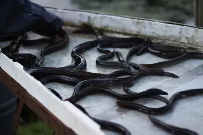 Sorting eel by size on a metal table