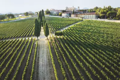 Rows of vines neatly planted at Bellavista&rsquo;s winery