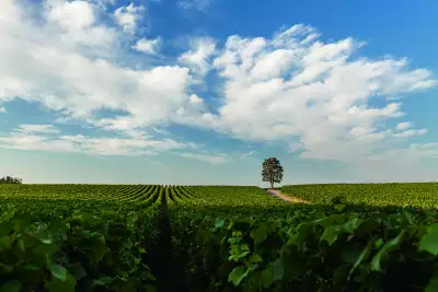 Rows of vines soak up the sunshine on Ca&rsquo; Del Bosco&rsquo;s estate in Franciacorta
