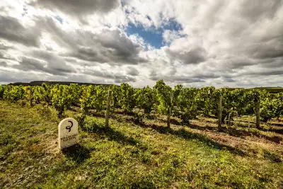 Vineyard of Clos Saint Hilaire