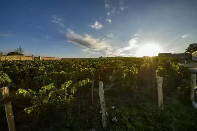 Sun shining over the vineyard
