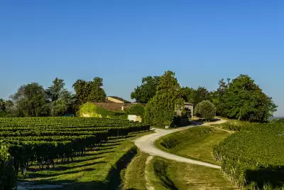 The vineyards at Ch&acirc;teau Quintus