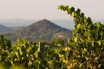 Ch&acirc;teau Cavalier vineyard