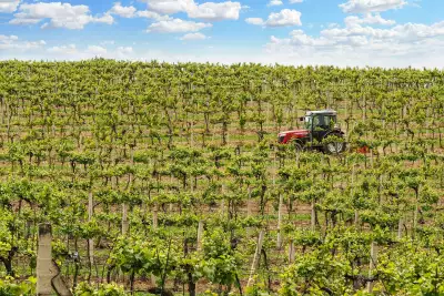 Vineyards in motion