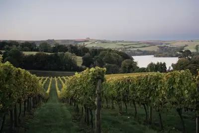 Sandridge Barton vineyard