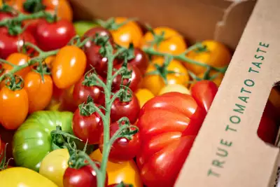 IOW Tomatoes