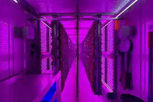 Leaves under the lights at Crate to Plate