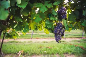 A bunch of grapes in Fredericksburg