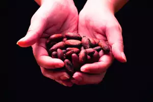 Cacao beans