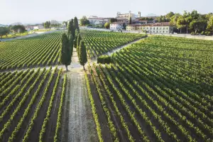 Rows of vines neatly planted at Bellavista’s winery
