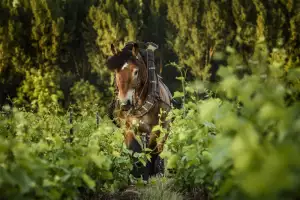 A donkey grazes through vines in Clos Saint Hilaire