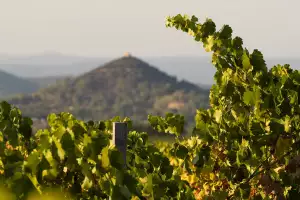 Château Cavalier vineyard