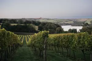 Sandridge Barton vineyard