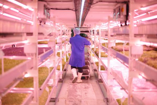 Vertical farming at Growing Underground Vertical farming at Growing Underground