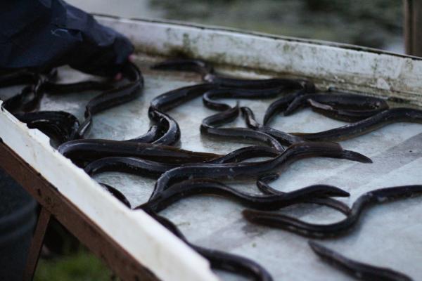 Sorting eel by size on a metal table Sorting eel by size on a metal table