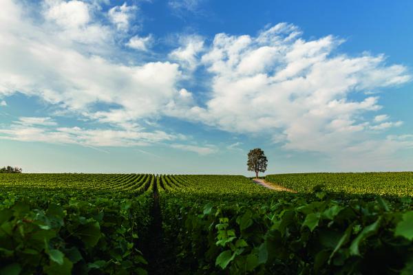 Rows of vines soak up the sunshine on Ca’ Del Bosco’s estate in Franciacorta Rows of vines soak up the sunshine on Ca’ Del Bosco’s estate in Franciacorta