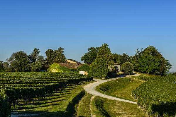 The vineyards at Château Quintus The vineyards at Château Quintus