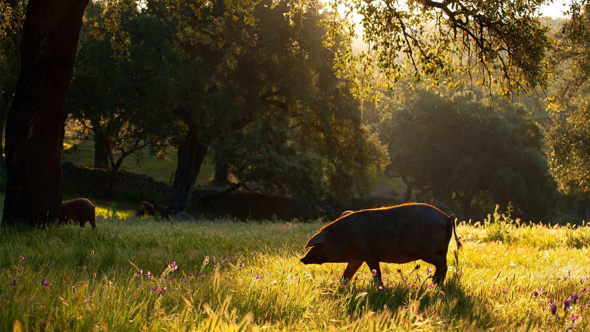 Fat of the land: a trip to Jabugo to see Iberico pork brand Cinco Jotas ...