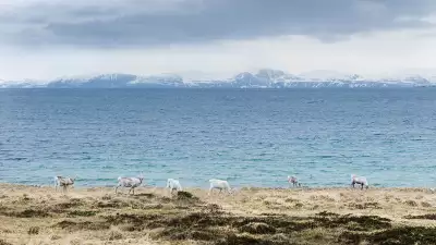 Reindeer grazing on grass in rural Norway