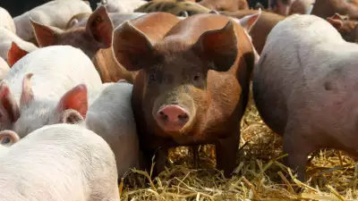 A ginger pig &ndash; the Ginger Pig butchers' namesake