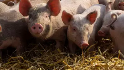 Some ginger pigs