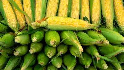 Tom Hunt tells us how to eat corn