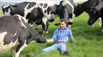 Friesian cows at The Estate Dairy