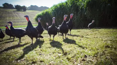 Turkeys on the Copas family farm