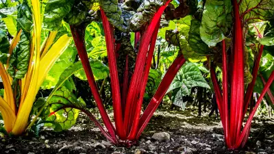 Sally Ann Stone &ndash; 'Swiss Chard Forest'