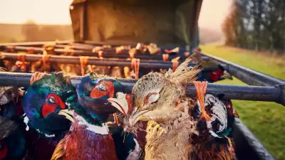 Matthew Thomas &ndash; 'Pheasants at Sunset'