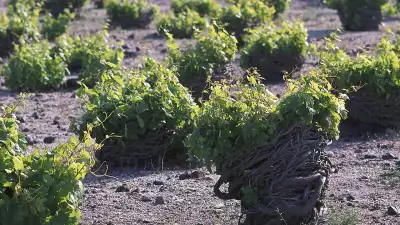 Santorini's ancient volcanic vineyards and winery