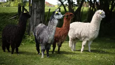 Gregory Gladwin farms livestock at their family farm in Ashurst Wood, West Sussex