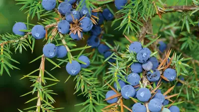 Juniper in Bombay Sapphire gin