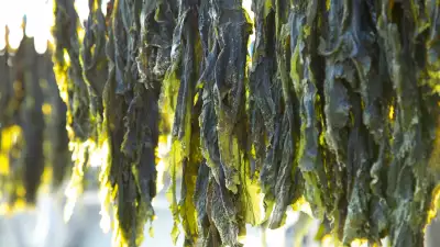 Nori seaweed