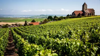 One of the vineyards owned by Bollinger