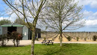 Barnsole Vineyards' grape vines in Canterbury