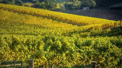 South Australia's young winemaking scene