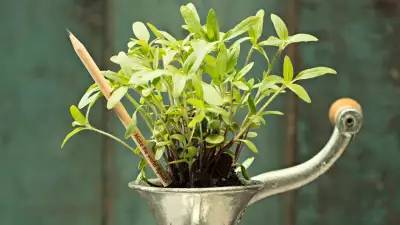 Sprout herb colouring pencils in a coffee grinder