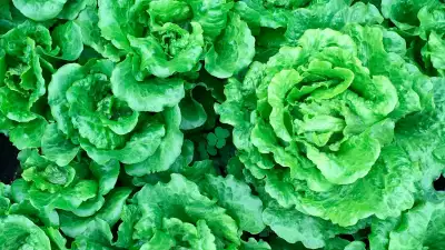 What plants to grow in May