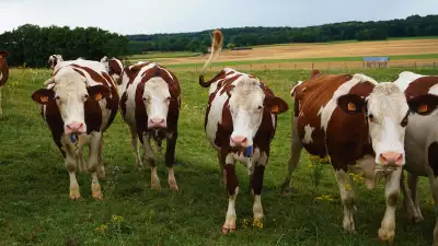 Montb&eacute;liarde cows
