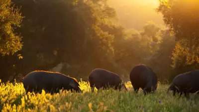Pigs on a dehesa surrounding Jabugo in Andalusia, Spain