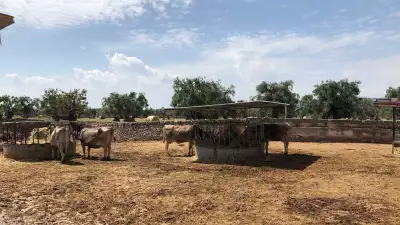 Masseria Lamapecora